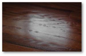 Hardwood-fish eyes-21