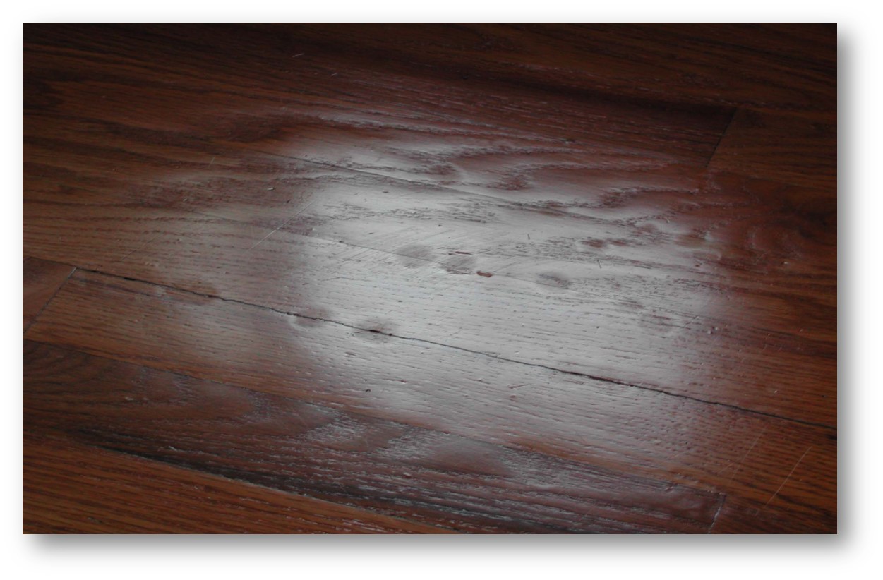 Hardwood-fish eyes-21