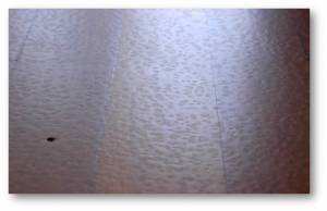 Hardwood-fish eyes-22