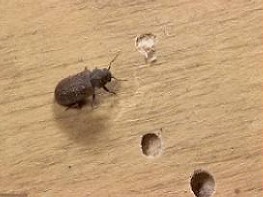 Wood Flooring Defect and Solutions for Powder Post Beetles