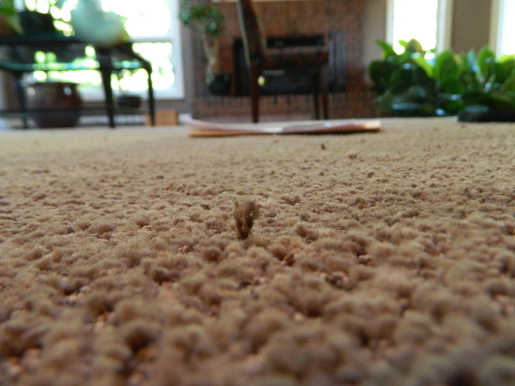 Getting rid of carpet snags with the help of floor detective Floor Inspector