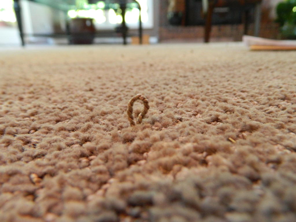 Getting rid of carpet snags with the help of floor detective Floor