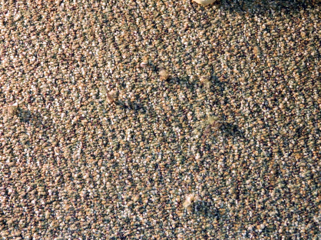 Getting rid of carpet snags with the help of floor detective Floor