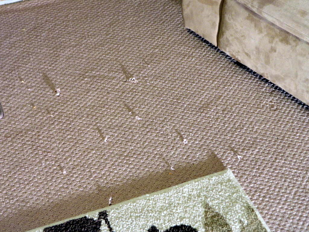 Getting rid of carpet snags with the help of floor detective Floor
