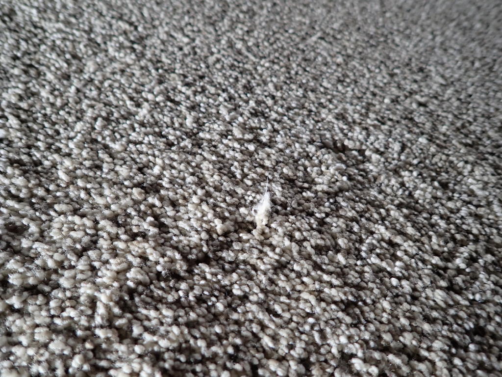 Getting rid of carpet snags with the help of floor detective Floor