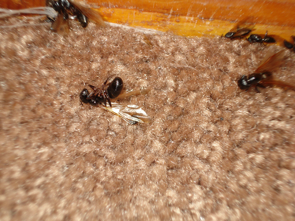 Bugs in Carpet 2
