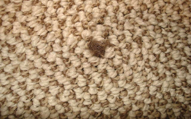 Flooring inspector Near Me | Carpet Foreign Yarns Defect