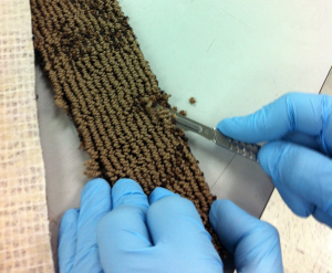 Lab - Presence of Chlorides 1