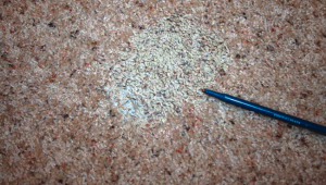 Latex Bleed Through 2