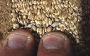 Latex Bleed Through 4