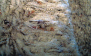 Steps Performance Issues 2